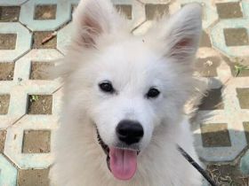 Samojedenrüde Aspen