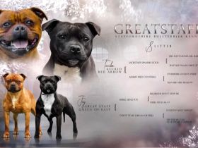 Staffordshire Bullterrier Welpe (Rüde)