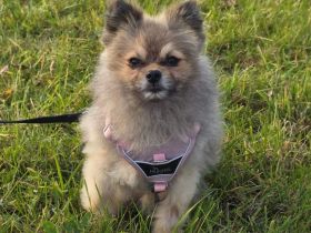 Pomeranian Maki verträglich verschmust verspielt