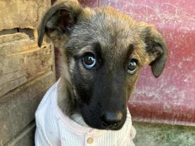 Scheues Hundekind Lucy sucht Heimat