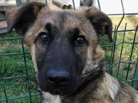 Scheues Hundekind Lucy sucht Heimat