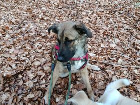 Hundekind Lucy sucht Heimat