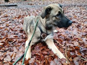 Hundekind Lucy sucht Heimat