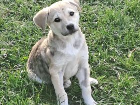 Kleine Kämpferin Lille sucht ein Zuhause