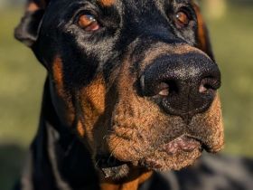 Liebevolle und erfahrene Hände für meinen jungen Dobermann-Rüden gesucht