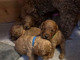 Pudel / Kleinpudel Welpen liebevoll im Familienalltag aufgezogen