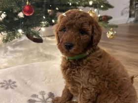 Letzter Zwergpudel-Junge - bildhübsch, gesund & ab 20.12. bereit