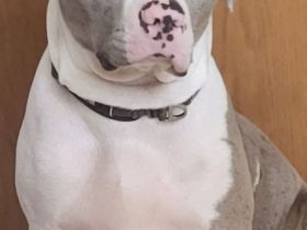 Merle American Bully (Rüde)