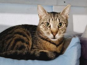 Freddy: Auf leisen Pfoten ins neue Leben - braucht Zeit und Liebe