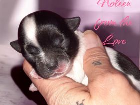 Unsere Welpen sind da