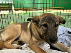 Hundekind Gregor sucht aktive Familie