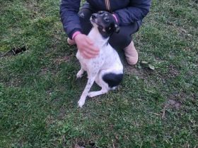 Wirbelwind Smilla sucht ihre Menschen