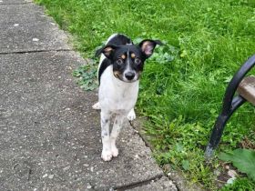 Wirbelwind Smilla sucht ihre Menschen