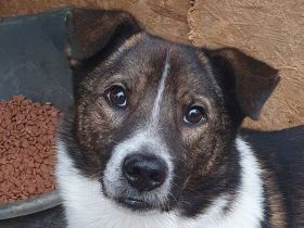 Luca, sportlicher, lebhafter junger Rüde, der voller Lebensfreude steckt, 1 Jahr, 42 cm