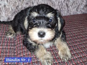 Prager Rattler-Terrier mix Welpen