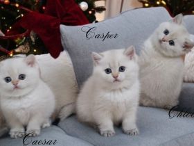 Reinrassige Bkh Kitten in seltener Farbe mit Stammbaum