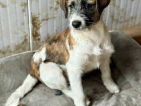 Marilu, ein entzückendes Hundemädchen, möchte schnell adoptiert werden