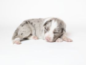 Border Collie Welpen