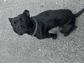 Bella sucht liebevolles zu Hause