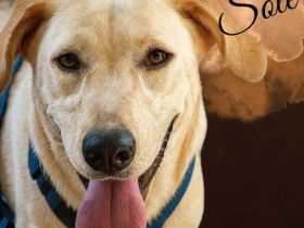 SOLE, a.d.Tierschutz, sucht Happy-Home