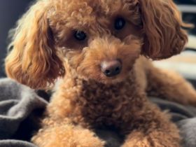 Liebenswerter Deckrüde , Toypudel , RED