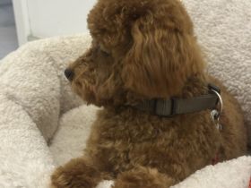 Liebenswerter Deckrüde , Toypudel , RED