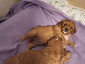 Cavapoo Welpen/Pudelmischlinge/Hybrid Welpen