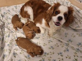 Cavapoo Welpen/Pudelmischlinge/Hybrid Welpen