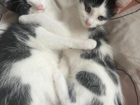 Kitten suchen neues Zuhause