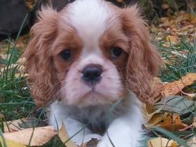 Cavalier-Welpen mit Stammbaum zu verkaufen!