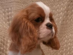 Cavalier-Welpen mit Stammbaum zu verkaufen!