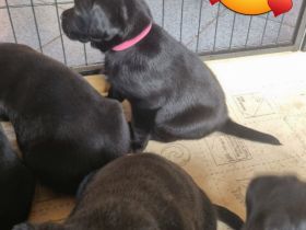 Zauberhafte Labradorwelpen