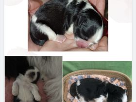 Shih Tzu Welpen