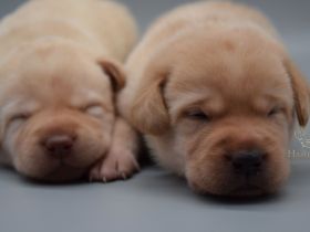 Labrador Welpen mit Ahnentafel