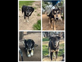 Vier tolle Junghunde wollen endlich gesehen werden!