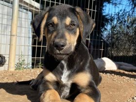 Wunderschöner Mischlingswelpenwurf sucht sein Zuhause