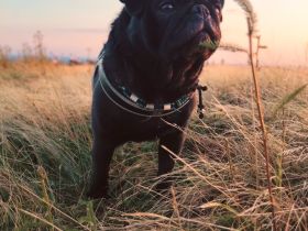 ~* Mops schwarzer Ruhrpott Diamant *~ sucht seine perfekte Familie