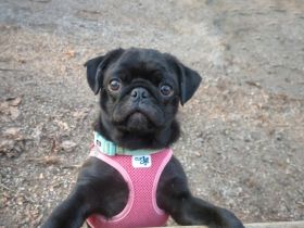 ~* Mops schwarzer Ruhrpott Diamant *~