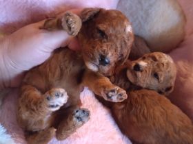 Zauberhafte Maltipoo Welpen rot mahagoni weiß