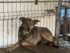 Unsichere Joya sucht sicheren Hafen