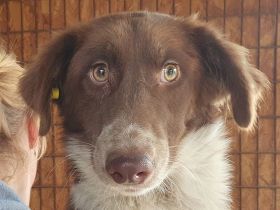 Lyra, sensible, ruhige Junghündin wünscht sich ein ruhiges, einfühlsames Zuhause, 1,5 J, 54 cm