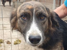 Mia, zutrauliche, sportiche, tricolor Hündin sucht ein aktives Zuhause, 2 J, 56 cm