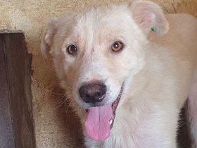 Micha, sensibler, zarter Hund, der im Tierheimalltag untergeht, 5 Jahre, 53 cm