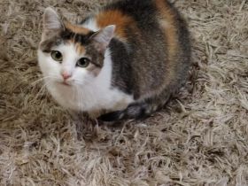 Kuschelalarm mit Lilette: sie bringt Liebe und Schnurren in Ihr Leben!