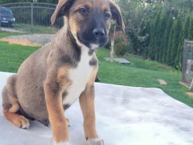 Gizmo möchte mit dir die Welt entdecken