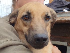 Miro, liebenswerter 2-jähriger Rüde, der Menschen sucht, den er vertrauen kann, 57 cm