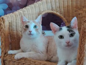 Terje und Asa suchen ein gemeinsames zu Hause