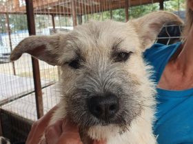 Netty, hübsche, liebe, verspielte Junghündin sucht ein liebevolles Zuhause, 1 Jahr, 45 cm