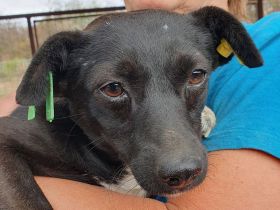 Senna, unsichere, liebe Hündin, der ein souveräner Ersthund sehr helfen würde, 2 J, 36 cm