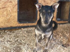 Liebenswürdige Rosabella sucht Zuhause